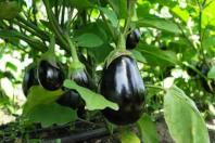 Egg Plant