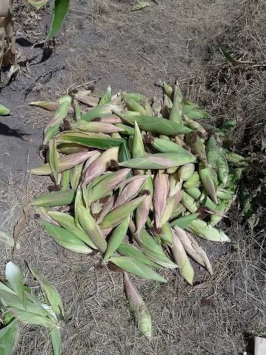 Maize