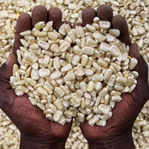 Maize