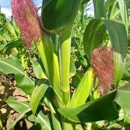 Maize