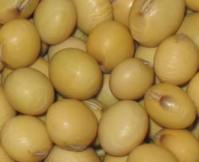 Soybeans