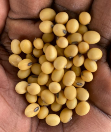 Soybeans