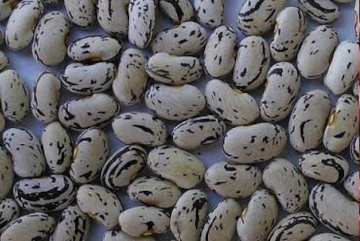 Beans