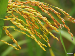 Rice