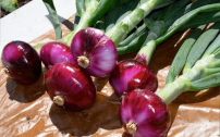 Onion