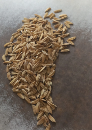 Rice