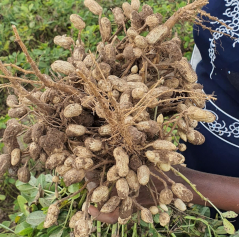Groundnuts