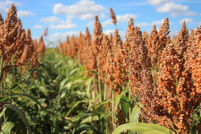 Sorghum