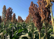 Sorghum