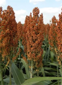 Sorghum