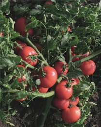 Tomato